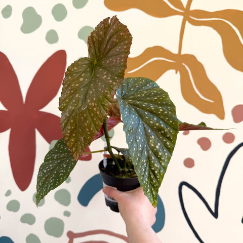 Begonia 'Lucerna' - Welsh Grown - Sprouts of Bristol
