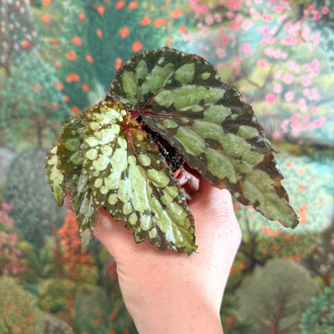 Begonia 'Lucifer' - Sprouts of Bristol