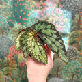 Begonia 'Lucifer' - Sprouts of Bristol