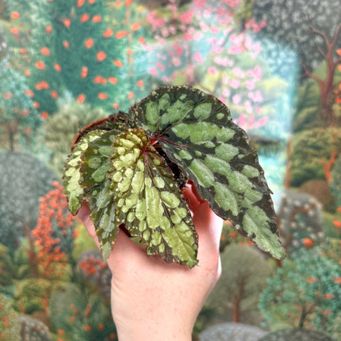 Begonia 'Lucifer' - Sprouts of Bristol