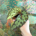 Begonia 'Lucifer' - Sprouts of Bristol