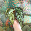 Begonia 'Lucifer' - Sprouts of Bristol