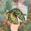 Begonia 'Lucifer' - Sprouts of Bristol