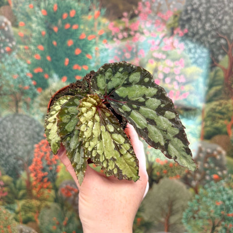 Begonia 'Lucifer' - Sprouts of Bristol