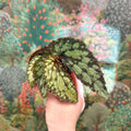 Begonia 'Lucifer' - Sprouts of Bristol