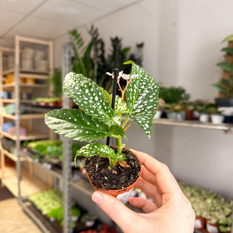Begonia maculata ‘Bubbles’ – Polka Dot Begonia - Sprouts of Bristol