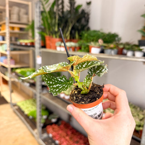 Begonia maculata ‘Silverspot’ – White Polka Dot Begonia - Sprouts of Bristol