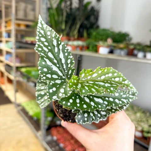 Begonia maculata ‘Silverspot’ – White Polka Dot Begonia - Sprouts of Bristol