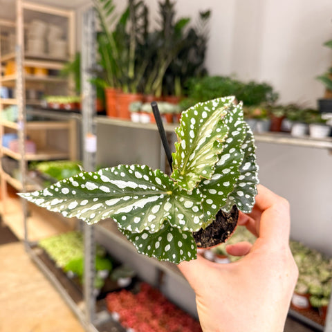 Begonia maculata ‘Silverspot’ – White Polka Dot Begonia - Sprouts of Bristol