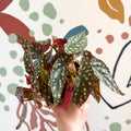 Begonia Maculata 'Wightii' - Polka Dot Begonia - Sprouts of Bristol