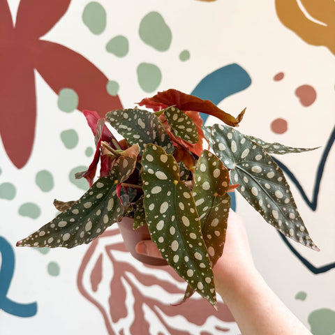 Begonia Maculata 'Wightii' - Polka Dot Begonia - Sprouts of Bristol