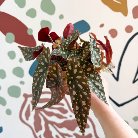 Begonia Maculata 'Wightii' - Polka Dot Begonia - Sprouts of Bristol