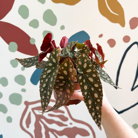Begonia Maculata 'Wightii' - Polka Dot Begonia - Sprouts of Bristol