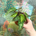 Begonia ‘Mantuk’ - Sprouts of Bristol