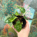 Begonia ‘Mantuk’ - Sprouts of Bristol