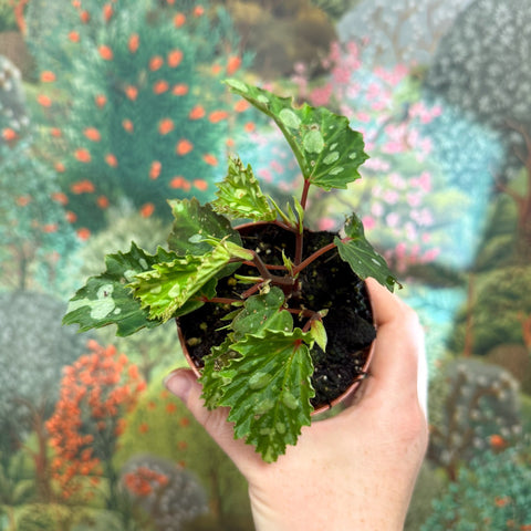 Begonia ‘Mantuk’ - Sprouts of Bristol