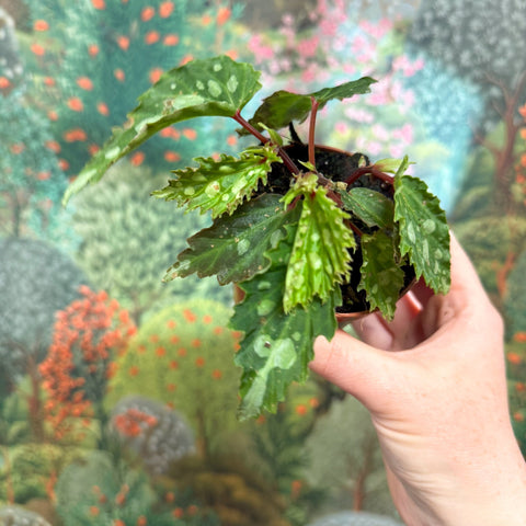 Begonia ‘Mantuk’ - Sprouts of Bristol
