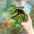 Begonia ‘Mantuk’ - Sprouts of Bristol