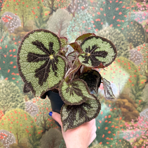 Begonia masoniana ‘Mountain’ – Iron Cross Begonia - Sprouts of Bristol