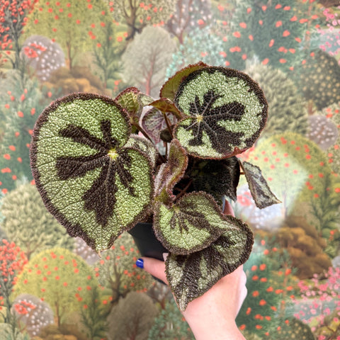 Begonia masoniana ‘Mountain’ – Iron Cross Begonia - Sprouts of Bristol