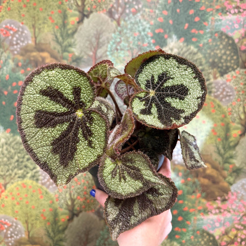 Begonia masoniana ‘Mountain’ – Iron Cross Begonia - Sprouts of Bristol