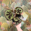 Begonia masoniana ‘Mountain’ – Iron Cross Begonia - Sprouts of Bristol