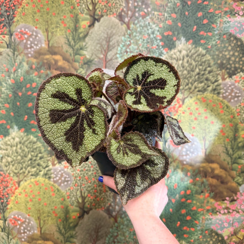 Begonia masoniana ‘Mountain’ – Iron Cross Begonia - Sprouts of Bristol