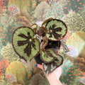 Begonia masoniana ‘Mountain’ – Iron Cross Begonia - Sprouts of Bristol