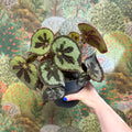 Begonia masoniana ‘Mountain’ – Iron Cross Begonia - Sprouts of Bristol