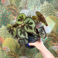 Begonia masoniana ‘Mountain’ – Iron Cross Begonia - Sprouts of Bristol