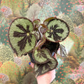 Begonia masoniana ‘Mountain’ – Iron Cross Begonia - Sprouts of Bristol