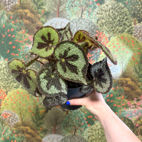 Begonia masoniana ‘Mountain’ – Iron Cross Begonia - Sprouts of Bristol