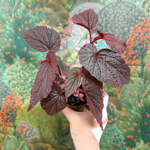Begonia ‘Morris’ - Sprouts of Bristol