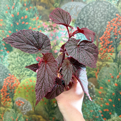 Begonia ‘Morris’ - Sprouts of Bristol