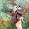 Begonia ‘Morris’ - Sprouts of Bristol