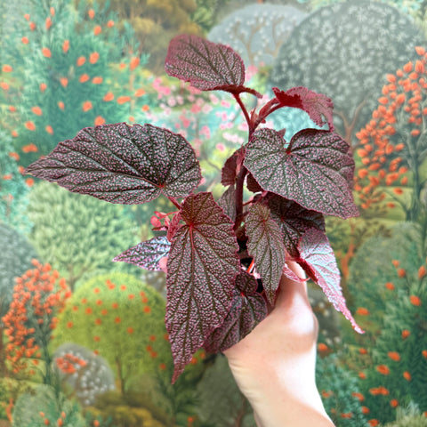 Begonia ‘Morris’ - Sprouts of Bristol