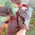 Begonia ‘Morris’ - Sprouts of Bristol