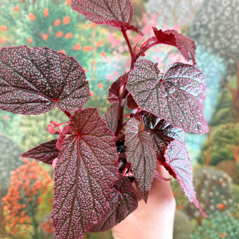 Begonia ‘Morris’ - Sprouts of Bristol