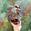 Begonia ‘Morris’ - Sprouts of Bristol
