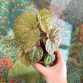 Begonia ‘Muara Wahau’ - Sprouts of Bristol