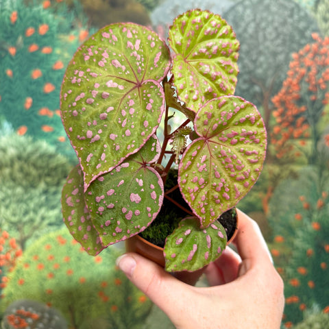 Begonia ‘Muara Wahau’ - Sprouts of Bristol