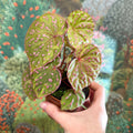 Begonia ‘Muara Wahau’ - Sprouts of Bristol