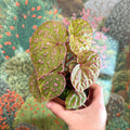Begonia ‘Muara Wahau’ - Sprouts of Bristol