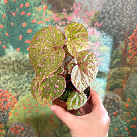 Begonia ‘Muara Wahau’ - Sprouts of Bristol