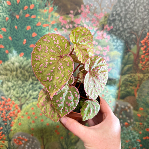 Begonia ‘Muara Wahau’ - Sprouts of Bristol