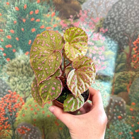 Begonia ‘Muara Wahau’ - Sprouts of Bristol