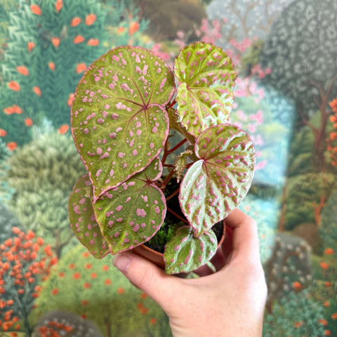Begonia ‘Muara Wahau’ - Sprouts of Bristol
