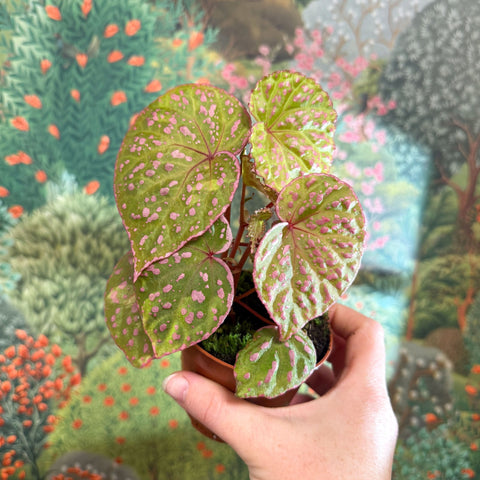 Begonia ‘Muara Wahau’ - Sprouts of Bristol