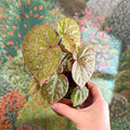 Begonia ‘Muara Wahau’ - Sprouts of Bristol