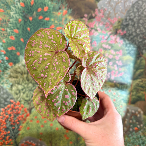 Begonia ‘Muara Wahau’ - Sprouts of Bristol